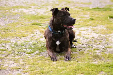 Kayzer photo 3