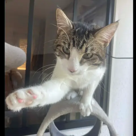 Simon photo 2
