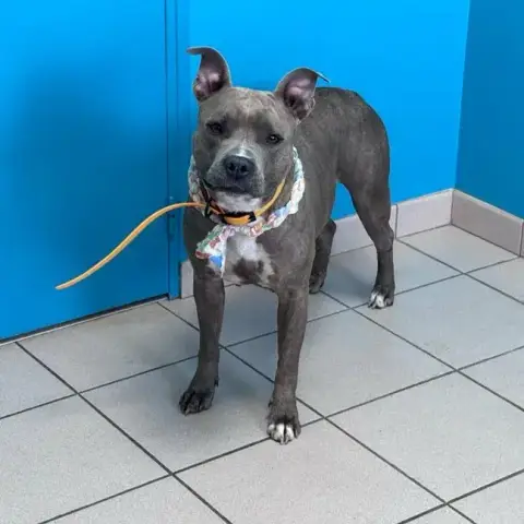 Tasha