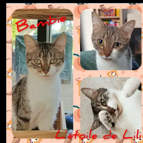 Bambie