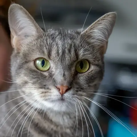 Keira
