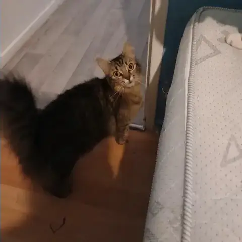 Tigrou