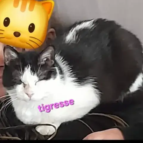 Tigresse