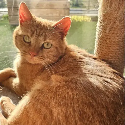 Ponyo photo 3