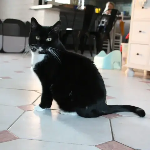 Bigoudi
