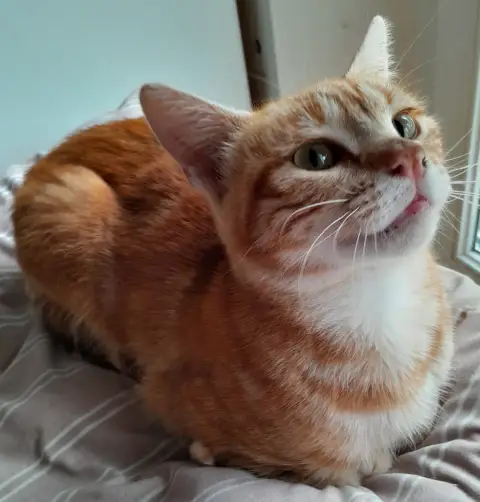 Junior