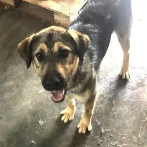 Zenko
