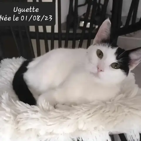 Uguette