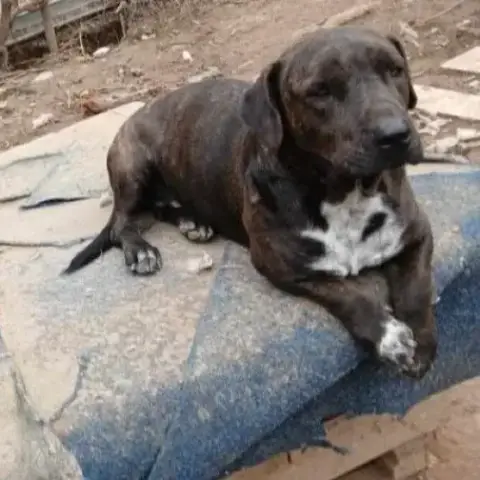 Thor photo 3