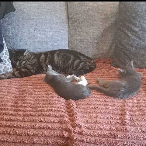 Prune Et Myrtille