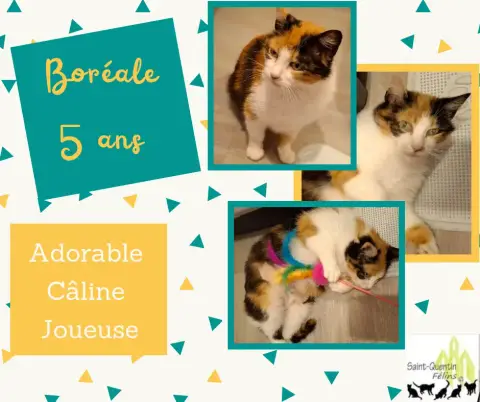Boréale