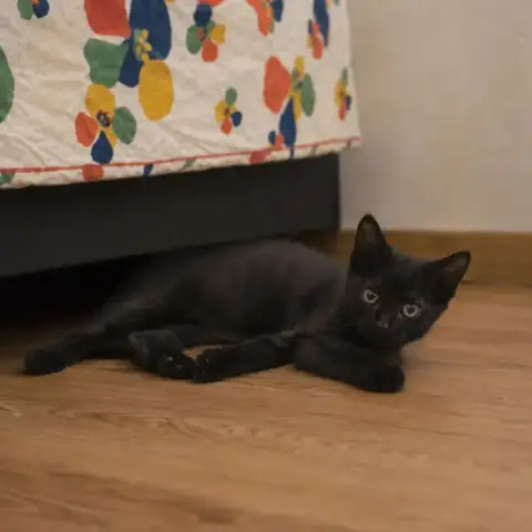 Iris
