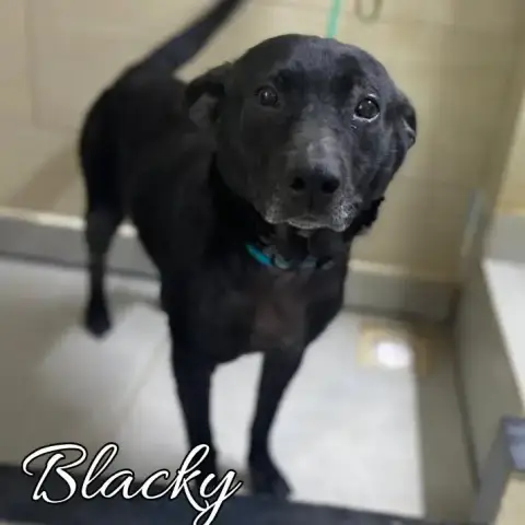 Blacky