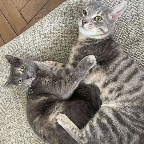 Pebbles Et Shadow photo 3
