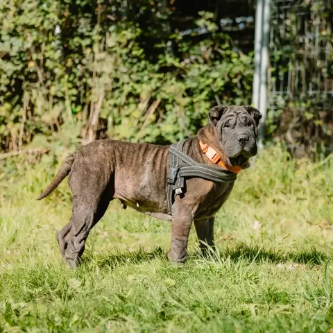 Orka photo 2