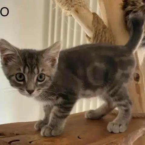 Nao