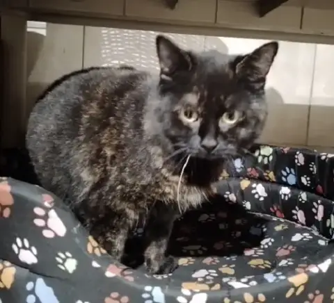 Tortie
