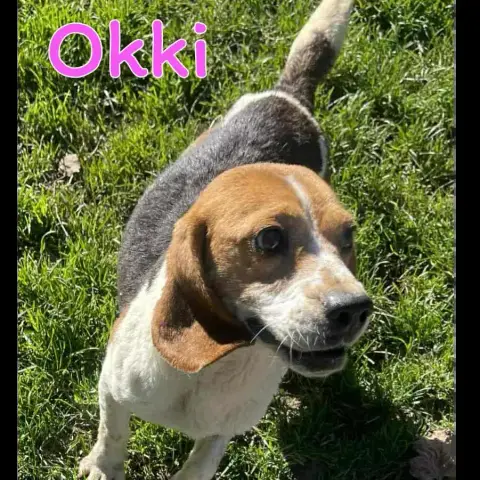 Okki photo 2
