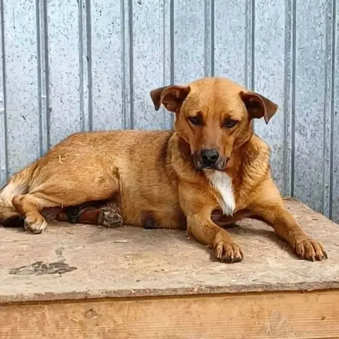 Sépia photo 2
