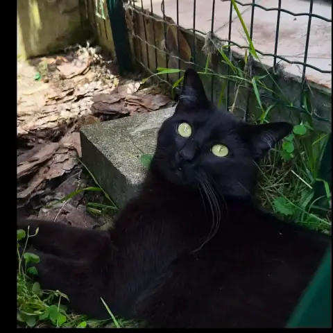 Blacky photo 3