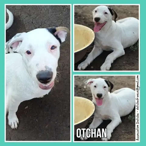 Otchan