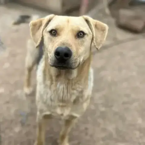 Pancho