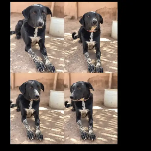 Pongo