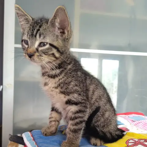 Benji