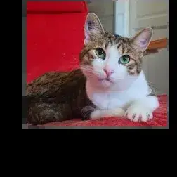 Zazoo