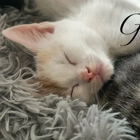 Goro photo 3