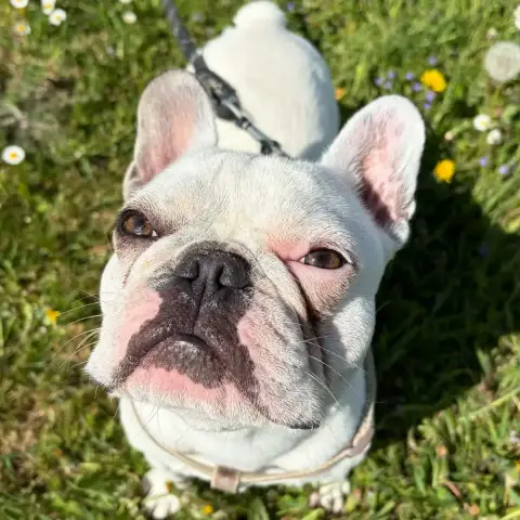 Victor photo 3
