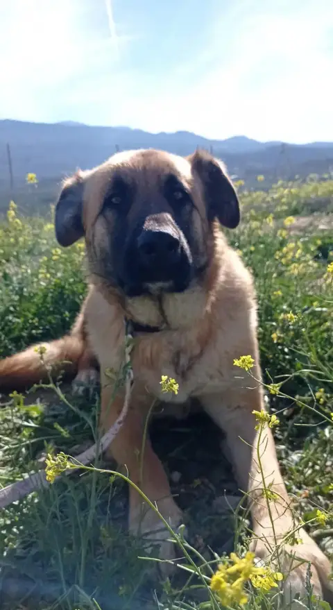 Balou photo 3
