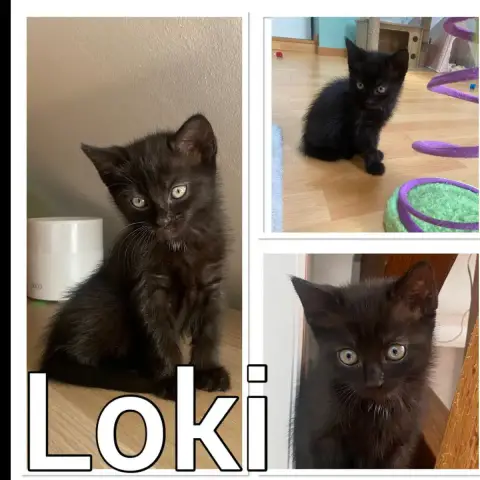 Loki