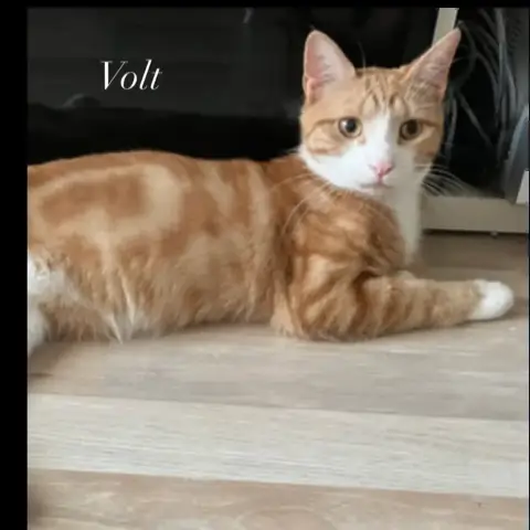 Volt
