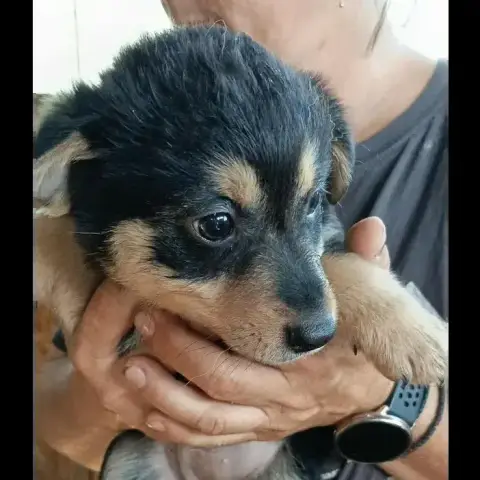Wickie