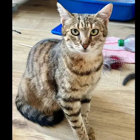 Béline