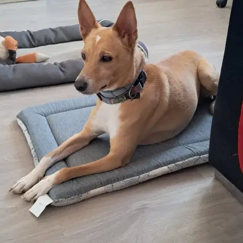 Pistacho