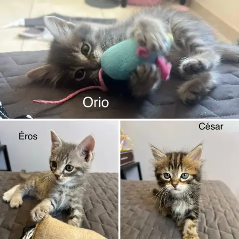 Éros