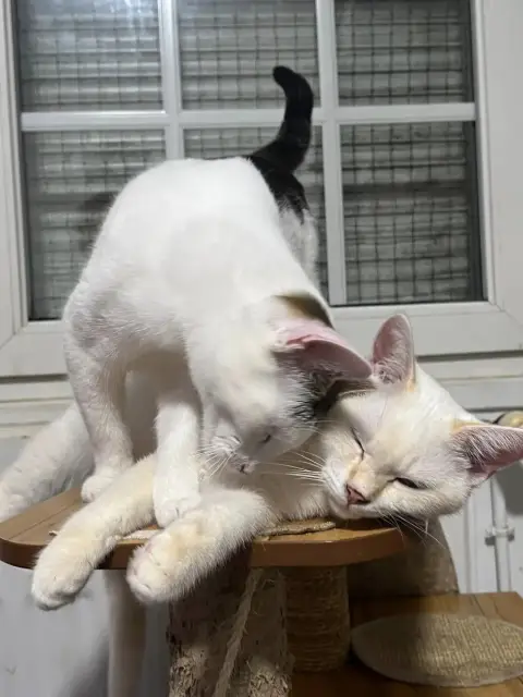 Baloo & Clover photo 3