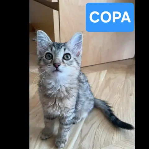 Copa Et Cabana
