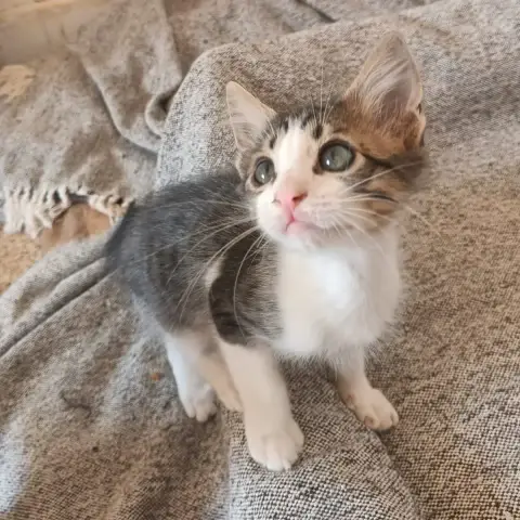 Gimli