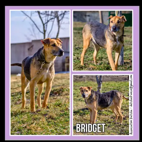 Bridget