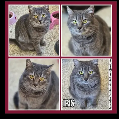 Iris