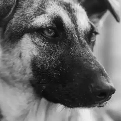 Zazie