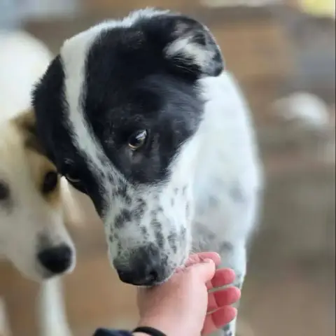 Pongo photo 3