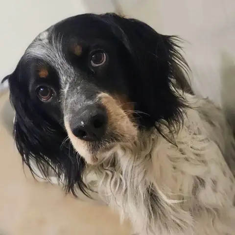 Samson