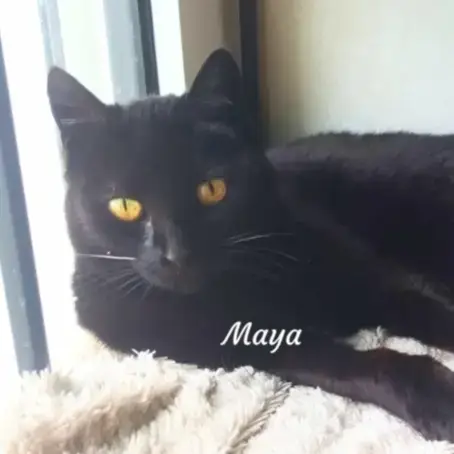 Maya