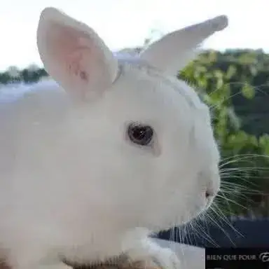 Shiro