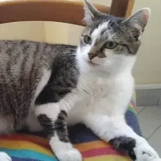 Zélie