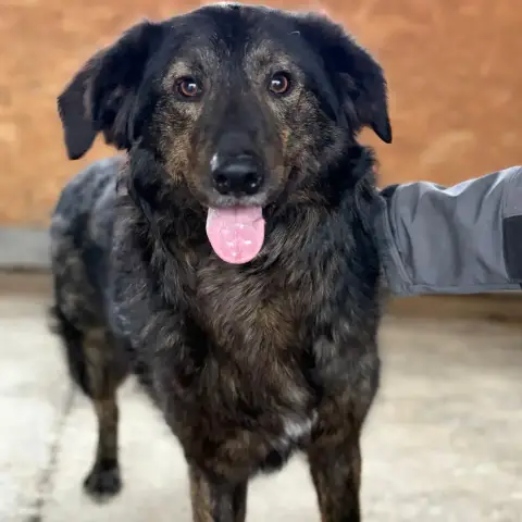 Jumbilo